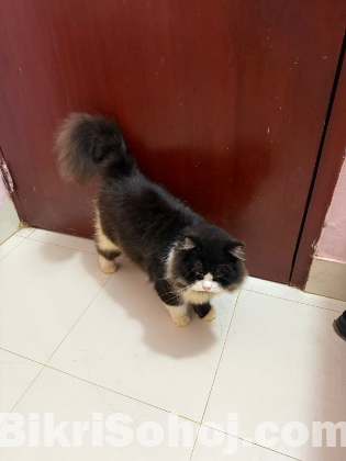 Adult male cat
